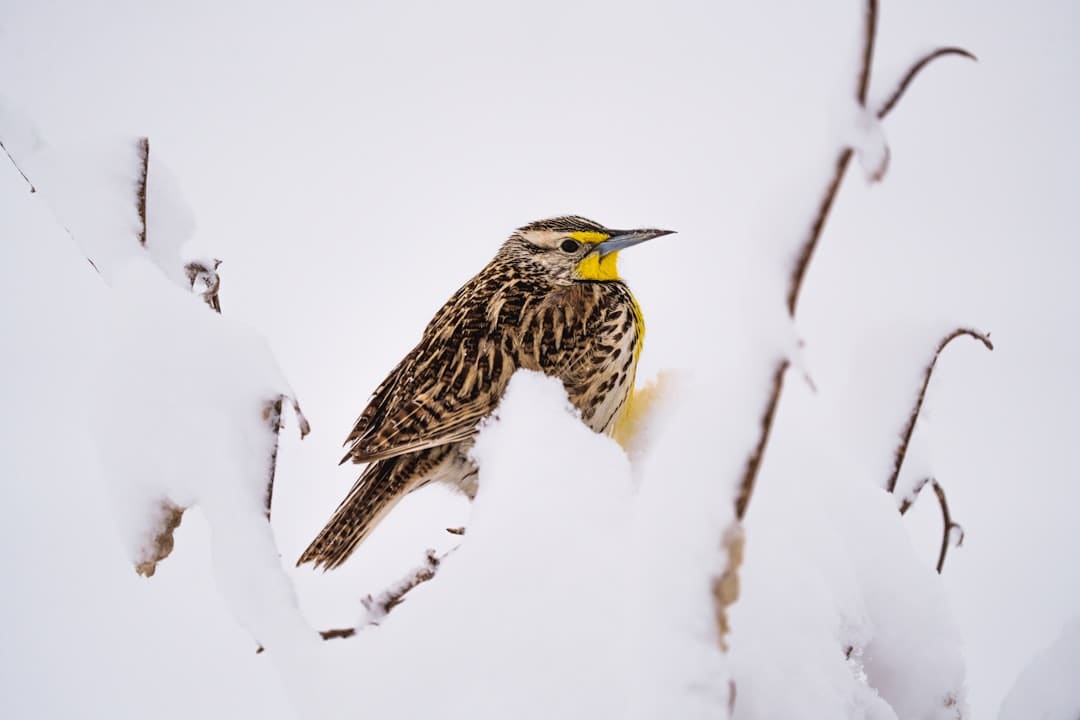 距城区缺乏10公里!雪豹现身拉萨近郊